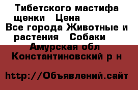  Тибетского мастифа щенки › Цена ­ 10 000 - Все города Животные и растения » Собаки   . Амурская обл.,Константиновский р-н